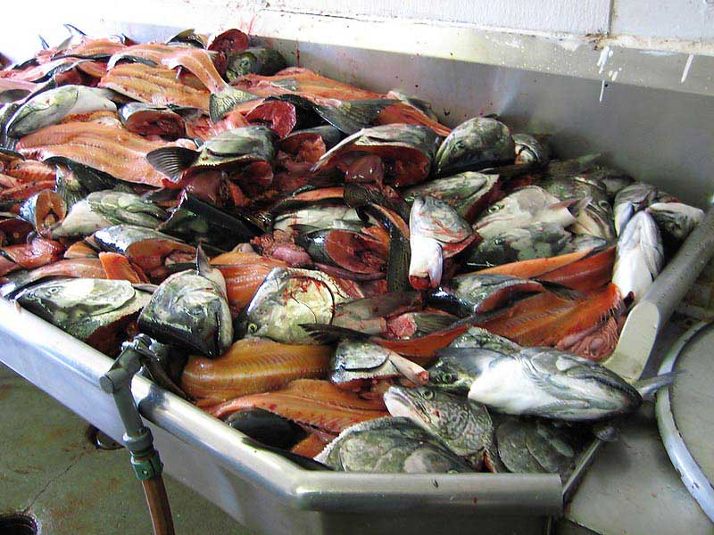 ซากปลาพวกนี้จะมีพ่อค้าที่ขายอาหารมารับซื้ออีกที รู้สึกว่าจะมาไกลถึงเมืองไทยเลยนะครับเคยเห็นมีขายอยู่