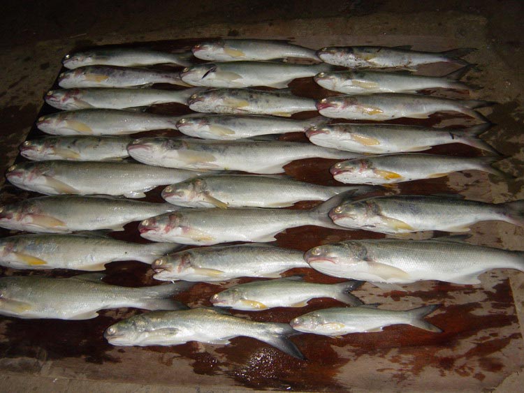 ปลารวมในรอบเย็นก่อนจะแยกย้ายแบ่งปันกันกลับไปเป็น
วีซ่าผ่านทางในทริปต่อไป :cheer: