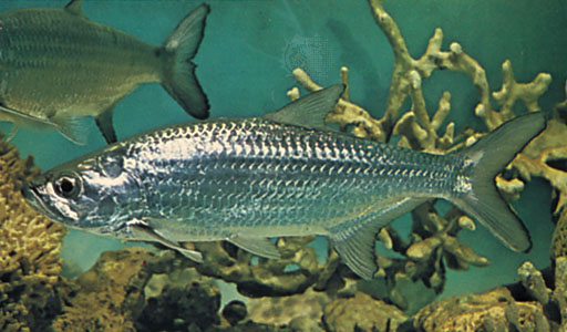 ปลาตาเหลือก,INDO-PACIFIC TARPON,MEGALOPS CYPRINOIDES ยาว 50 ซม. ส่วนยักษ์ใหญ่ MEGALOPS ATLANTICUS TA
