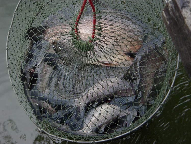 ปลาในกระชังก๊ะร่วม 20โลได้แร้วมั้งเนี่ย เฮียเปล้วนๆเรย :sad: