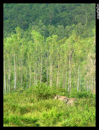 ช้างอีกสักภาพค่ะ 