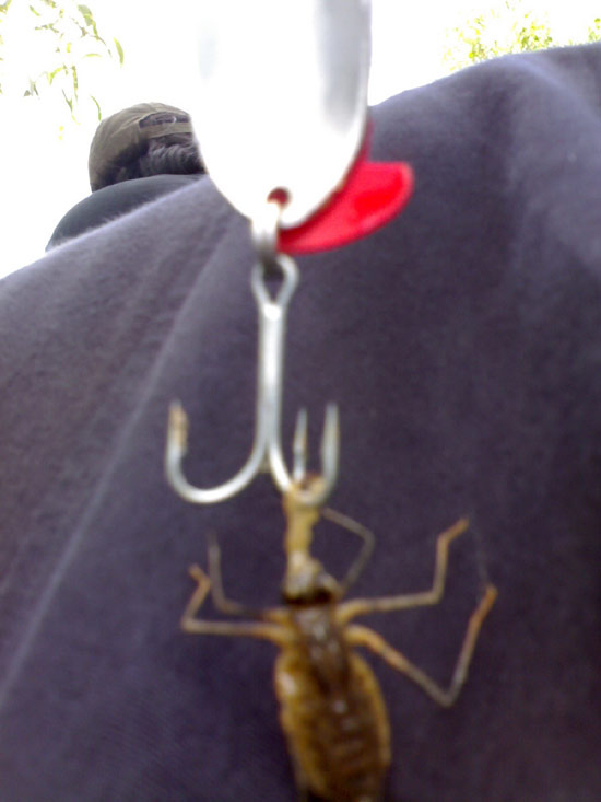 ดูคับตัวออ่นแมลงปอกินสปูนสุธีด้วย เย่อมัน ม๊าค-มาก อิอิ :cool: :cool: