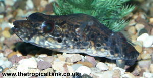 TETRAODON PALEMBANGENSIS:HUMPBACK PUFFER
ยาว 15 ซม. พบในพม่า ไทย มาเลเซีย อินโดนีเซีย :grin: :grin: