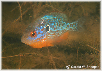ฝากถึงน้า POP-POP ปลาที่น้าถามคล้ายๆ BLUE GILL หมายถึงตัวนี้หรือเปล่าครับ ORANGE SPOTTED SUNFISH :gr