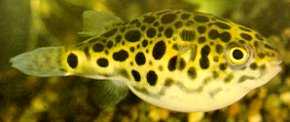 TETRAODON SCHOUTEDENI:SPOTTED CONGO PUFFER
ยาว 10 ซม. พบในสาธารณรัฐคองโก :grin: :grin: :grin: :grin