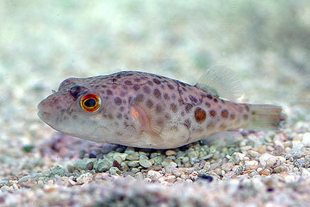 TETRAODON ABEI : ABE'S PUFFER
ยาว 10 ซม. พบใน ลุ่มนำโขง เจ้าพระยา มีหลักฐานเพิ่ม พบที่แม่นำน่านด้วย