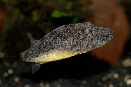 TETRAODON BAILEYI : HAIRY PUFFER
ยาว 12 ซม. พบในลุ่มแม่นำโข