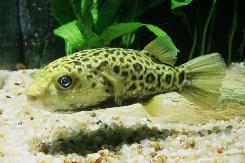 TETRAODON  COCHICHINENSIS : FANG'S PUFFER
ยาว 7 ซม.พบใน ม.โขง ม.เจ้าพระยา เวียตนาม
 :grin: :grin: 