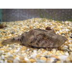 TETRAODON SUVATTI : PIGNOSE PUFFER
ยาว 15 ซม. พบในม.โขง
 :laughing: :lau