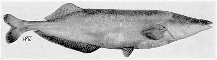 ฝากน้าPOP-POP ปลาตัวนี้ใหญ่มากอย่างที่บอก ไม่เคยมีขายในบ้านเราครับ ฝรั่งเขาเรียก " CORNISH JACK " หร