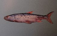เข้ามาตอบตรงนี้ดีกว่า "สะนากยักษ์" หรือ " GIANT SALMON CARP" เป็นปลาล่าเหยื่อ อาจยาวได้ถึง 1.50 ม. อ