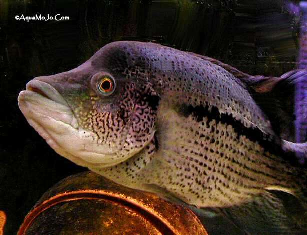 "WOLF CICHLID" สำหรับชื่อของมัน PARACHROMIS DOVII เป็นปลากินปลาขนาดกลางๆ ประมาณ 28 นิ้ว ตัวเมียจะเล็