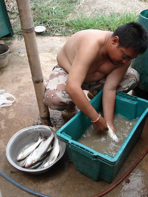 นี่ก้อพนักงานล้างปลาคนใหม่เพิ่งเข้ามาทำงานคนเก่าไปเรียนเมืองนอก :laughing: :laughing:

ขยันผิดกับใ