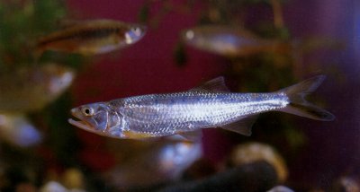 "BURMESE TROUT" หรือ "RAIAMAS GUTTATUS"
    ยาว      : 30 ซม.
แหล่งที่พบ : พบตามลำธารในหุบเขา ประเ