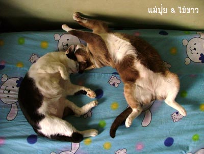 อ่ะนะ อิจฉาแมว

ที่นอนอย่างกับเด็กอนุบาล  :laughing: