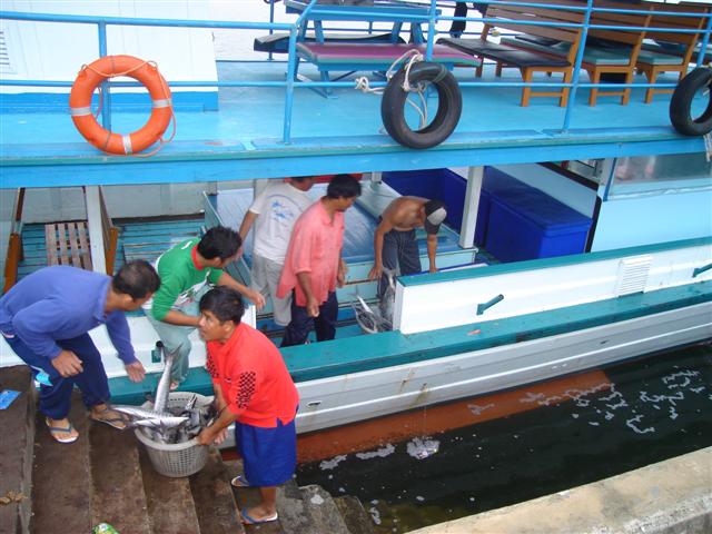 ตัดภาพมาที่ท่าเทียบเรือหาดยาว ขณะลำเลียงปลาขึ้นจากเรือ  :umh: