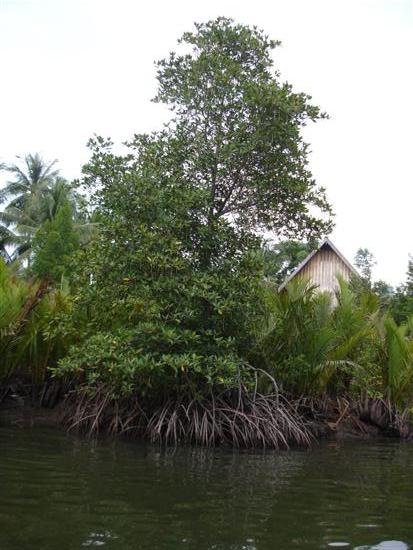 นี่เป็นต้นโกงกางเผื่อพี่น้องชาว Siamfishing บางคนยังไม่รู้จักคับ

ต้นนี้แหละเป็นส่วนหนึ่งของปลาที่