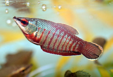 SPHAERICHTHYS VAILLANTI (PELLEGRIN,1930)
ชื่อทั่วไป      =  VAILLANT'S CHOCOLATE GOURAMI.
แหล่งที่