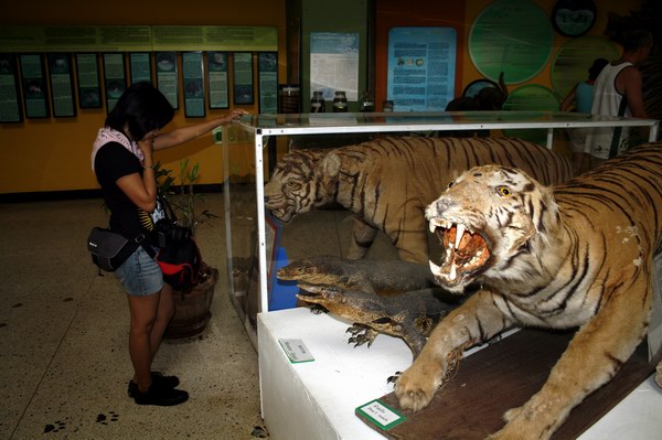 อ่านข้อมูลเกี่ยวกะเสือสองตัวนี้ น่ากลัวมากค่ะ  :ohh: