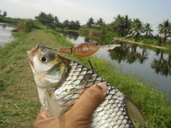 หวัดดี  รอบดึก คร๊าบบบ น้า 35fishingshop 
....................................................
ตอน