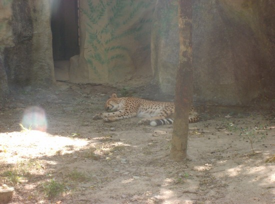 ตัวนี้เรียกว่า เสือหลับ ครับ อิ อิ

ล้อเล่น เสือชีต้าร์ ครับ
 :cool:
 :cool:
 :cool:
 :cool:
