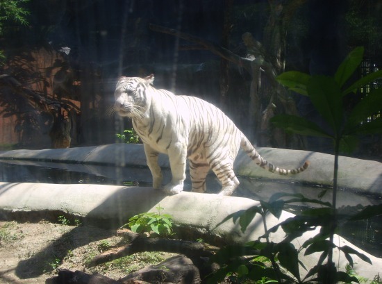 นี่ก็ทายสิว่าเสือขาวตัวนี้ทำไรอยู๋ครับ
 :cool:
 :cool:
 :cool:
 :cool:
 :cool: