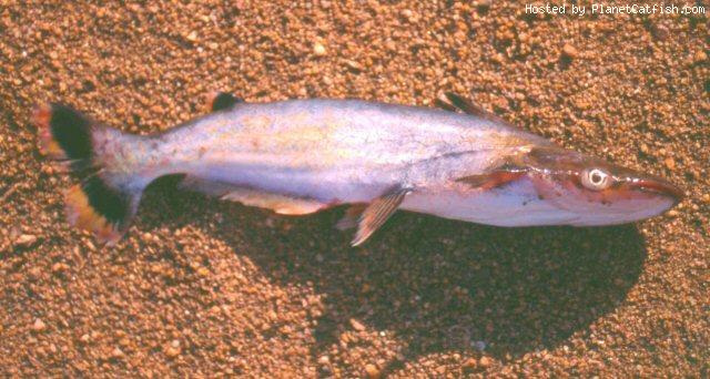 สวัสดีครับน้าๆ น้องๆ ทุกท่าน วันนี้เอารูปปลาสวาย มาให้ชมกันครับ แต่พบแถบ สุรินาเม (SURINAME.) ในอเมร