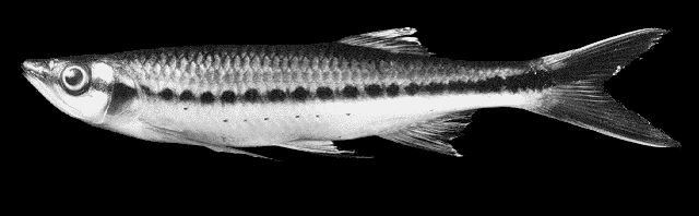 LUCIOSOMA SETIGERUM.
ชื่อ = ชื่อเป็นไทย" ปลาอ้ายอ้