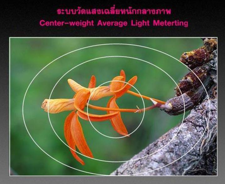 2. ระบบวัดแสงเฉลี่ยหนักกลางภาพ (Center-weight Average-Light-Metering) คล้าย ๆ กับระบบเฉลี่ยทั้ง
ภาพ