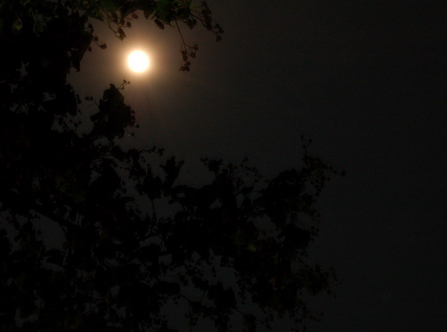  ดึกเเล้ว ....พระจันทร์ ....สวย ......

เเต่ถ่ายยังไงก็ยังคงไม่สวยอยู่ดี.......

เซ็งอย่างนึงครั