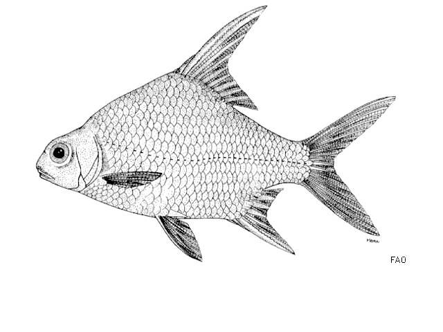 PUNTIOPLITES FALCIFER.
ชื่อทั่วไป = ทั้งในภาษาไทย แ