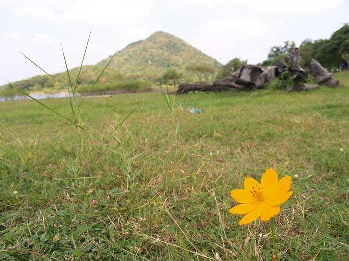 หย่อนไว้ที่ภาพนี้ละกันฆ่ะ  :grin: