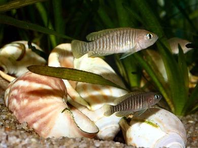 ชนิดปลา   = altolamprologus compressiceps , 
 julidochromis regani , neolamprologus multifasiatus ,