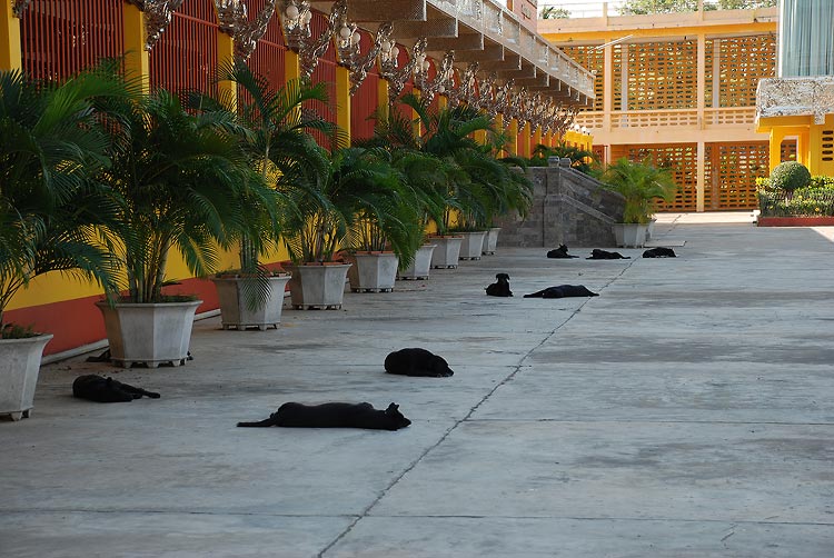 ผมเดินออกมา เจอ รูปนี้ งง เลยครับ สุนัขสีดำ ... 9 ตัว แม่จ้าว ไม่มีสีอื่นเลยแถวนี้  :laughing: