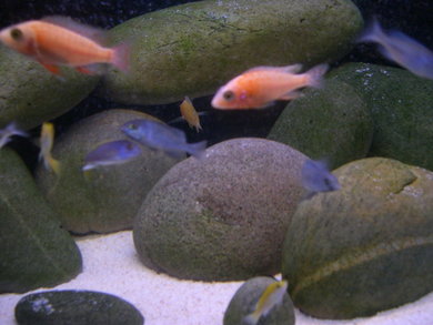 ขนาดตู้ = 39" x 28" x 24"
ชนิดของปลา  = 5 Yellow Labidochromis , 5 Pseudotropheus Acei , 5 Hap Moor