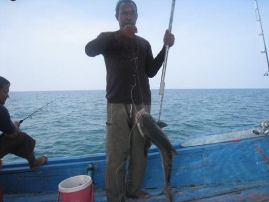 โสกลูกปลา ตกปลาเล็กอยู่เพลินฯนั้นเหลือบไปเห็นอะไรดําฯอยู่ข้างเรือ ช่อนทะเลครับ  บังลีจัดการเกี่ยวปลา