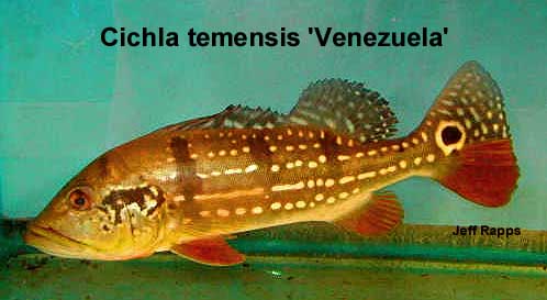 Peacock bass. เป็นชื่อเรียกทั่วไปของ ปลาหมอสีอเมซอนสกุล Cichla. ในสกุลนี้ประกอปด้วยหลายชนิด อย่าง อ็