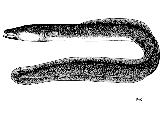 Anguilla marmorata.
ชื่อทั่วไป   = Giant mottled eel. ในบ้านเร