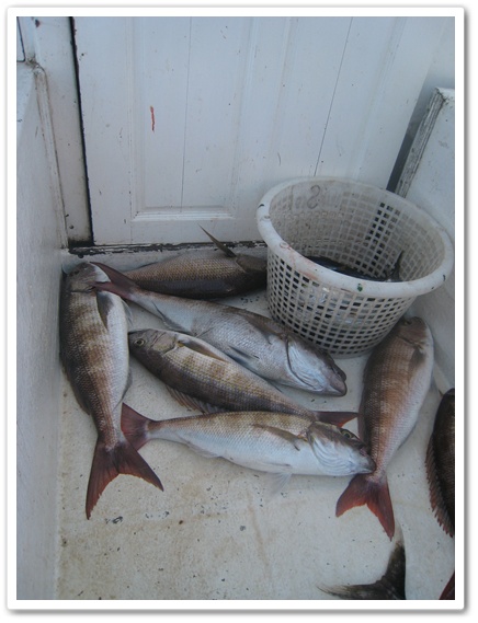                                            ฝูงปลาสีเงิน ปลาเนื้อดีพอควรได้ขึ้นมาหลายตัวทีเดียว มีปลา