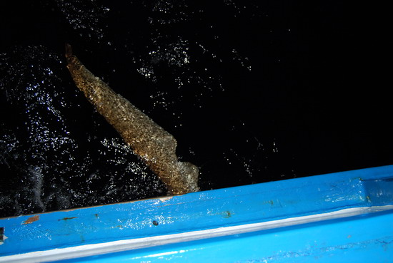 นอกจากตัวนี้แล้ว...
ยังมีฝูงโลมาฝูงใหญ่...ไล่กินปลาที่มาตอมแสงไฟ..รอบเรือ อีก:smile:
