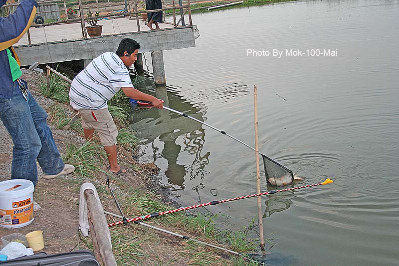 แล้วทับทิมในตำนานของน้า labrador ตัวที่ ห้าก็มาครับ