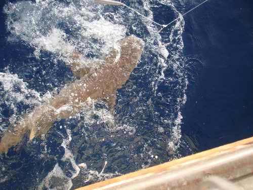 ฉลามตัวแรก ฝีมือเฮียตีEนน. 30 กิโล ปล่อยคืนคับ :cheer: