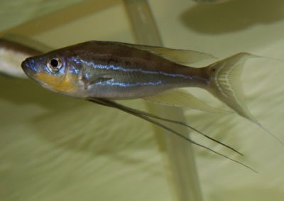 เป็นปลาที่ถูกค้นพบในระดับลึกทางใต้ของทะเลสาปทังกันยิกา แถบประเทศแซมเบีย. ปลาหมอชนิดนี้ถูกเข้าใจว่าเป