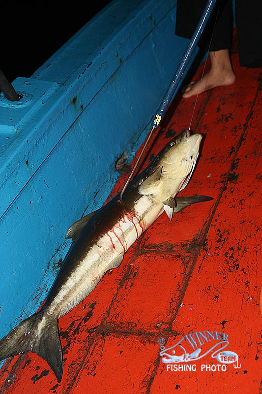 ในคืนนี้จ๊กกิ้งไม่ค่อยฉวยเลยเฝ้าปลาหน้าดินกันได้ปลามาพอสมควร แล้วก็ช่อนทะเลอีก4ตัว แล้วก็ปลากระเบนไซ