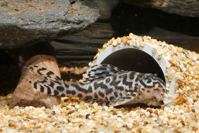 ตัวนี้ยังไงครับ Black-and-White striped Zebras plec. ของน้าเขาครับ.

  :grin: :grin: :grin: :grin: