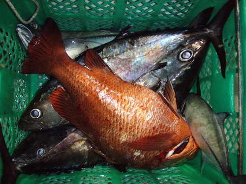 คืนแรกปลาฉวยไม่ค่อยดี เก็บเอามาตุนไว้ก็ประมาณ 300 kg (เก็บเข้าตู้เย็นไปแล้ว)

หลังจากปลาฉวยไม่ค่อย