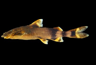 มีการค้นพบปลาชนิดใหม่ในวงศ์ Sisoridae. อย่าเพิ่งตกใจครับ ไม่ใช่ Alien species. แต่อย่างใดครับ แต่จะข