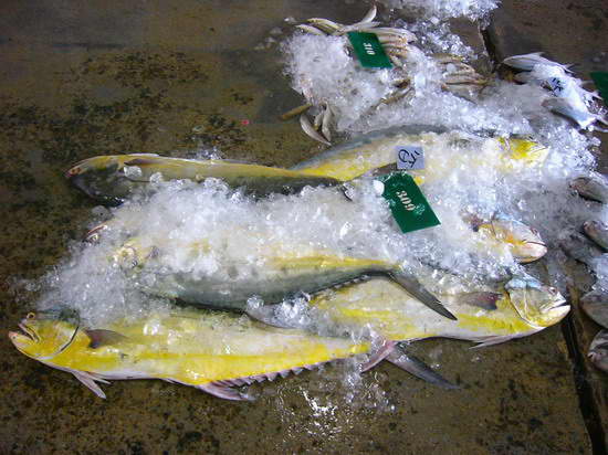 ปลาสละ กองนี้ ตัวละประมาณ 10โล ครับ เหลืองอ๋อยมาเชียว :smile: