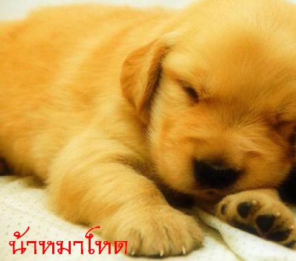  :sleeping: :sleeping: :sleeping:

...เบื้องหลังและเหตุผลหลัก ว่าทำไมสกู๊ปหมาโหดสัญจร ตอนหมายกฝูงก