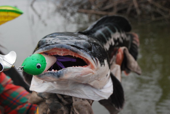 งับมีเฮขาวหัวเขียว(ไม่ใช่หัวแดง)เต็มปากเลยครับ ไม่มีหลุด 
มีเรื่องน่าตกใจครับ ไม่ได้โม้ ตอนปลาตัวนี